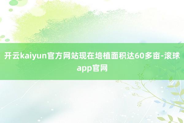 开云kaiyun官方网站现在培植面积达60多亩-滚球app官网